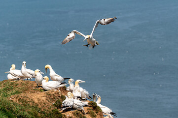 Northern gannet, morus bassanus, perched on cliffs