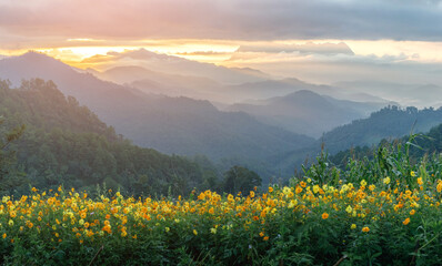 Panoramic Mountain landscape with Magic yellow Cosmos flowers in blooming with sunset background.