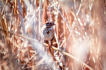 Naklejka premium sparrow on a branch