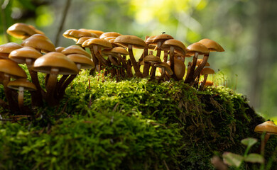 An old stump with colony of mycena tintinnabulum mushrooms. Autumn in the forest. Świętokrzyskie...