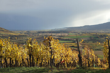 Vignes