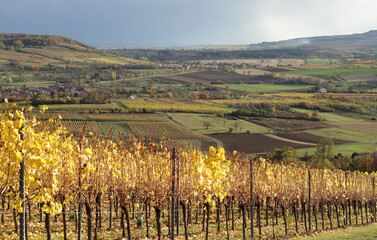 Vignes