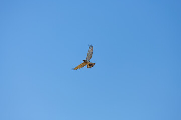 Circaetus gallicus or Short-toed snake eagle flying to the nest with its prey, the frog. Algarve Portugal.