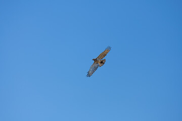 Circaetus gallicus or Short-toed snake eagle flying to the nest with its prey, the frog. Algarve Portugal.