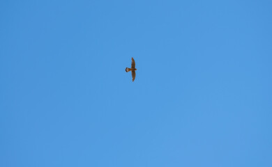 Common kestrel or Falco tinnunculus flying high in the blue sky. Algarve Portugal.