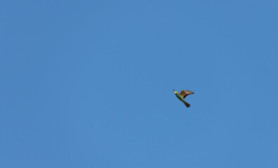 Fototapeta na wymiar European Bee-eater or Merops apiasterin in flight with its prey. Algarve Portugal.