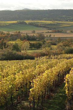 Vignes &agrave; Rosheim
