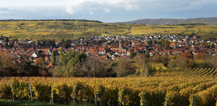 Alsace, vignes