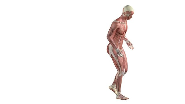3d animation of pain when walking and supporting the foot. Separate anatomical images; with muscles and transparent inner skeleton.