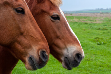 Obraz premium wild horse on a large meadow with beautiful scenery of blue sky and quiet at sunrise
