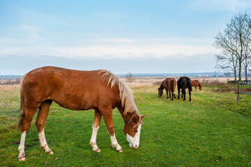 Fototapeta na wymiar wild horse on a large meadow with beautiful scenery of blue sky and quiet at sunrise