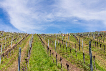 Fototapeta na wymiar Weinbau und Weinberge in der Nähe von Beutelsbach im Rems-Murr-Kreis, Deutschland