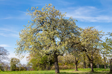 Blühender Apfelbaum im Frühling auf einer Wiese