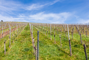 Fototapeta premium Weinbau und Weinberge in der Nähe von Beutelsbach im Rems-Murr-Kreis, Deutschland