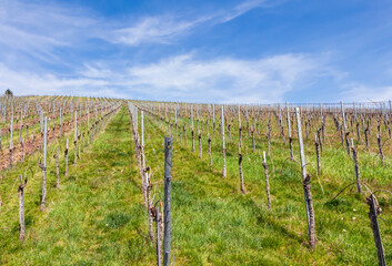 Fototapeta na wymiar Weinbau und Weinberge in der Nähe von Beutelsbach im Rems-Murr-Kreis, Deutschland