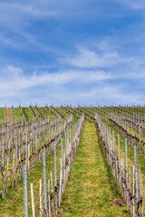 Fototapeta premium Weinbau und Weinberge in der Nähe von Beutelsbach im Rems-Murr-Kreis, Deutschland
