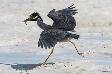 Garza Nocturna (Nyctanassa violacea) en comportamiento de caza, depredación, alimentación, en la Península de Yucatán, México.