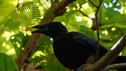 木に止まるカラス