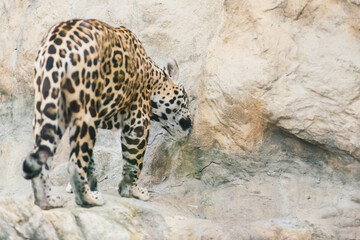 Leopard pantera padus kotiya in the rock © Ivan Zelenin