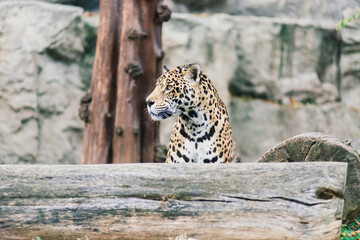 Leopard pantera padus kotiya in the rock