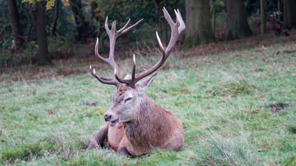 Meeting a deer in Tatton Park	