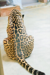 Leopard pantera padus kotiya in the rock © Ivan Zelenin