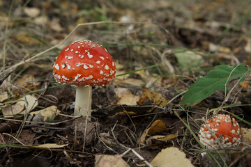 Toxic and hallucinogen single fly agaric mushroom with a bright red cap stands in the forest. Close-up image of amanita muscaria. Red poisonous mushroom. 