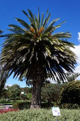 Fototapeta premium Palmera en el jardín