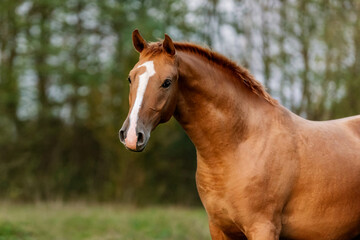Obraz na płótnie Canvas Portrait of beautiful red horse in autumn. Don breed horse.