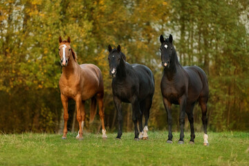 Three horses standing together in the field in autumn