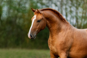 Naklejka na ściany i meble Portrait of beautiful red horse in autumn. Don breed horse.