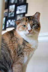 portrait of a calico cat