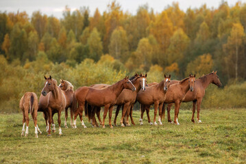 Naklejka na ściany i meble Herd of horses in the field in autumn. Don breed horses.