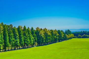 トラピスト修道院入り口の並木道