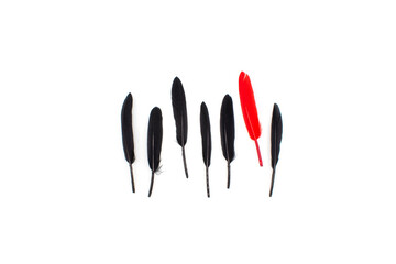 Isolated photos of dyed duck feathers 