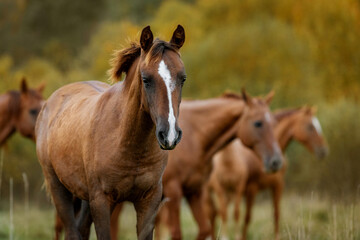 Fototapeta na wymiar Portrait of a foal in the herd in autumn. Don breed horse.