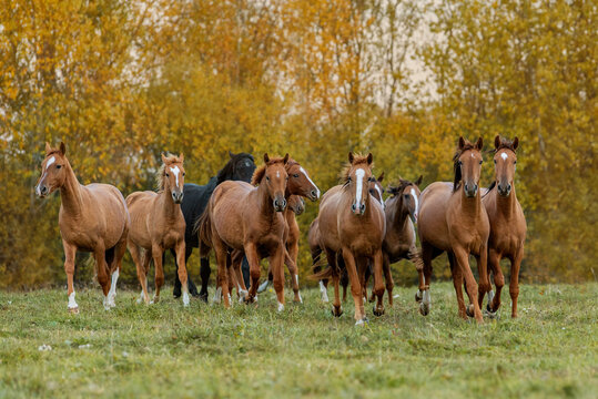 Herd of horses running in the field in autumn. Don breed horses.