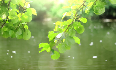 The leaves of the tree by the river, illuminated by the rays of the sun. Liście drzewa nad rzeką, rozświetlone promieniami słońca. © jarizPJ