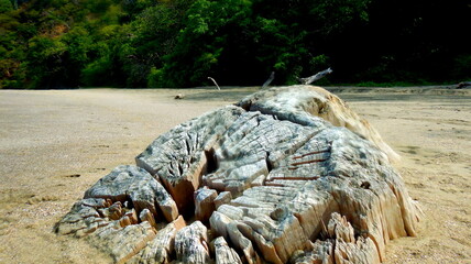 Costa Rica Pacific sea life