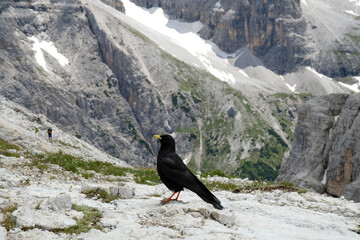 jackdaw on the rocks - dolomites