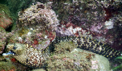 Costa Rica Pacific sea life