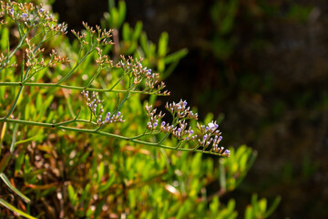 Fototapeta na wymiar natural landscape, green vegetation with small flowers