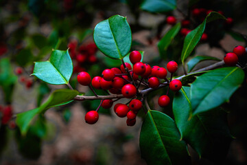 Holly tree branches, red berries, green leaves, selective focus on the foreground.