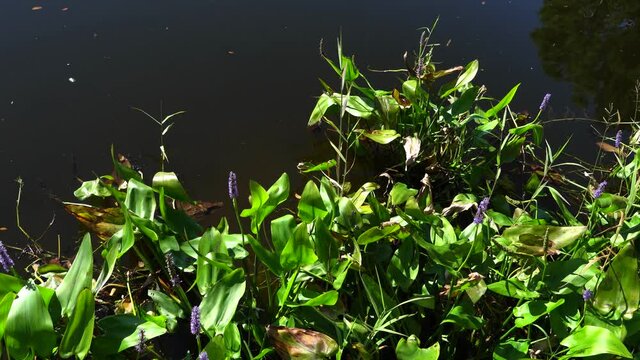 The edge of a tropical pond, lily pads and purple Spring Flowers, sunshine of late afternoon, sun light on the water. 