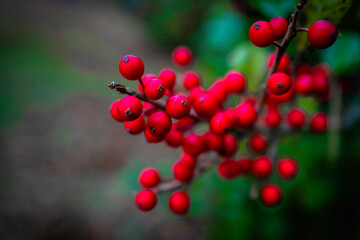 Red berry clusters of Holly tree.