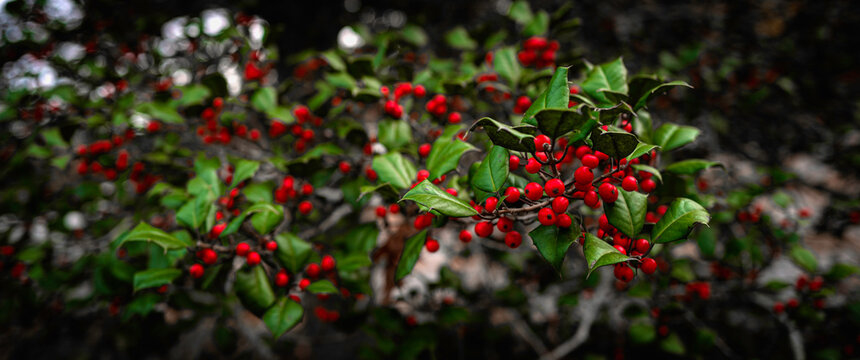 Holly tree branches, close-up image with selective focus on the foreground.
