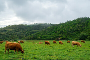 cows on the meadow