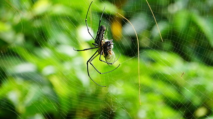 セミを食べるクモ