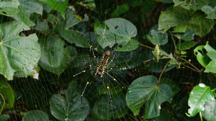じっと待つクモ