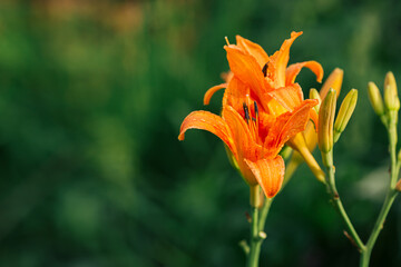 Beauty orange garden lily close up on a green background